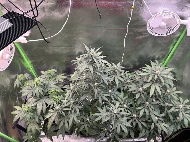 Growreport Bild 5