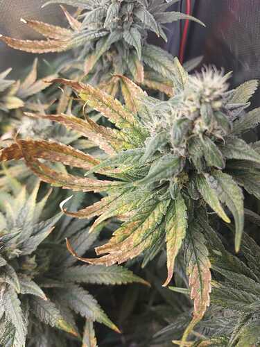 Growreport Bild 13