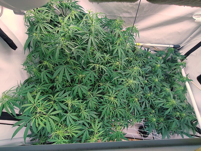 Growreport Bild 9