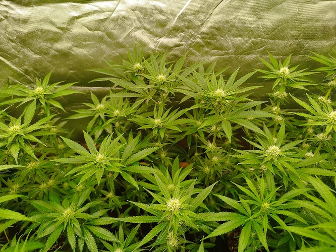 Mehrere junge Cannabispflanzen in der Blütephase, die in einem Zelt wachsen. Die Pflanzen sind dicht beieinander und zeigen erste Anzeichen von Blütenbildung.