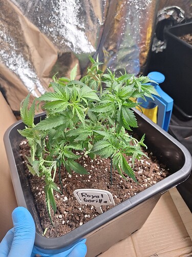 Growreport Bild 9