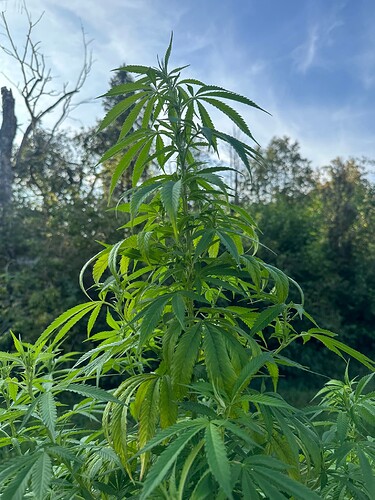 Growreport Bild 8