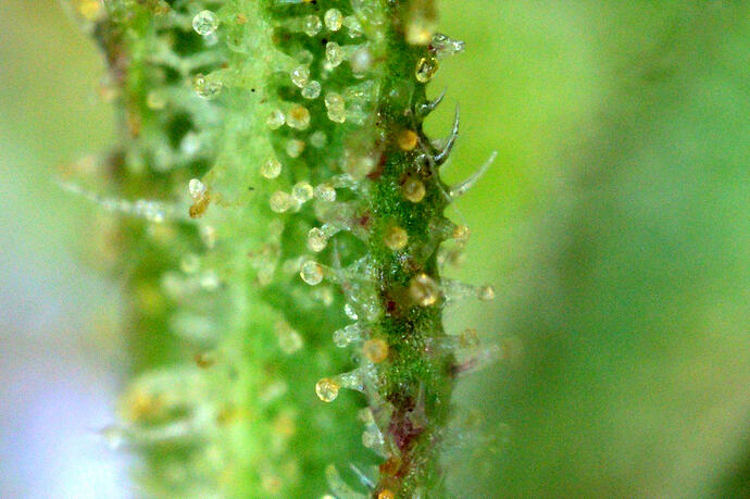 trichomesiberian5