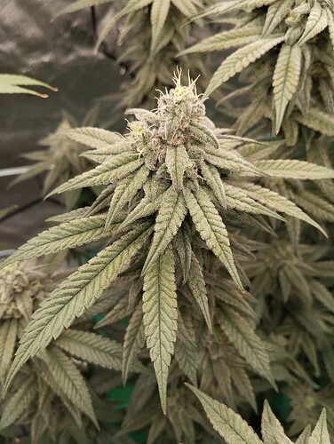 Growreport Bild 8