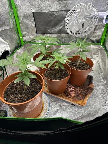 Vier junge Cannabispflanzen in braunen Töpfen in einem Growzelt mit einem kleinen Ventilator an der Rückwand.