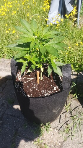 Growreport Bild 5