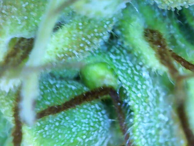 Growreport Bild 7