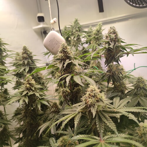 Growreport Bild 16