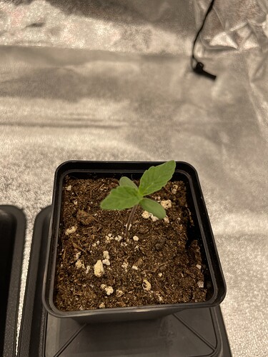 Growreport Bild 12