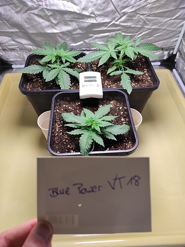 Growreport Bild 2