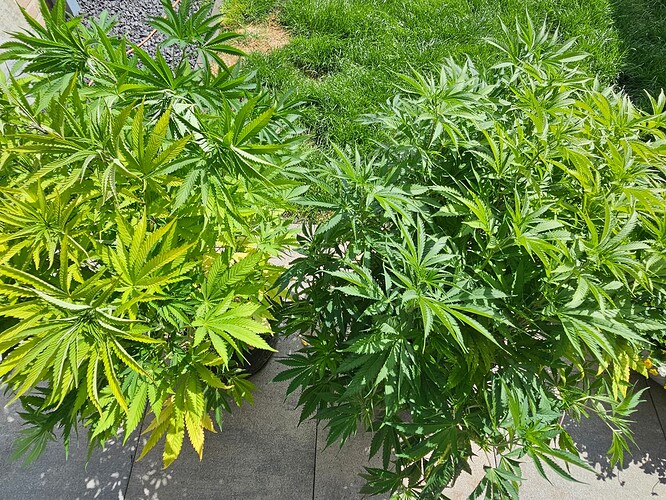 Growreport Bild 1