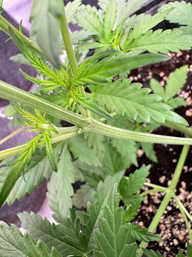 Growreport Bild 33