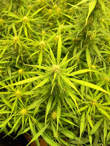 Growreport Bild 14