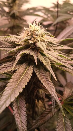 Growreport Bild 14