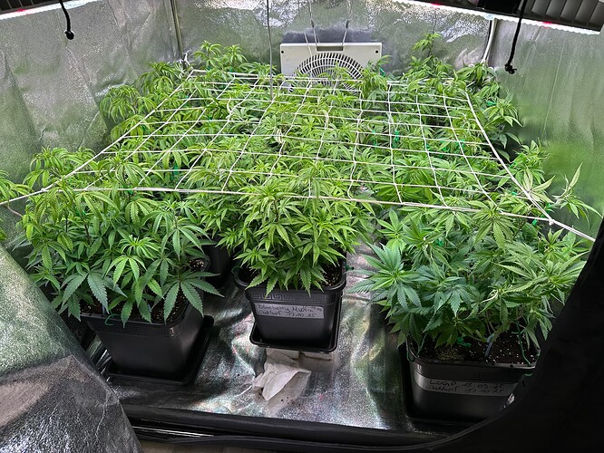 Growreport Bild 58
