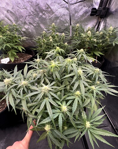 Growreport Bild 6