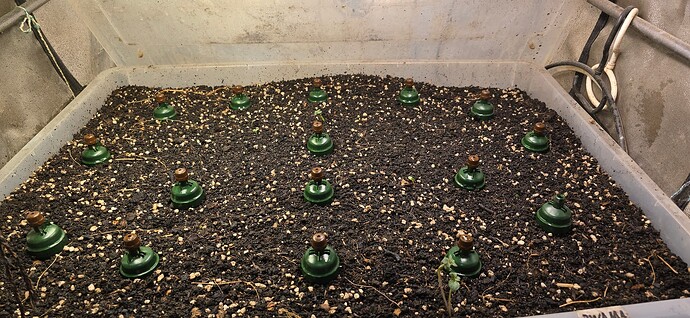 Growreport Bild 24