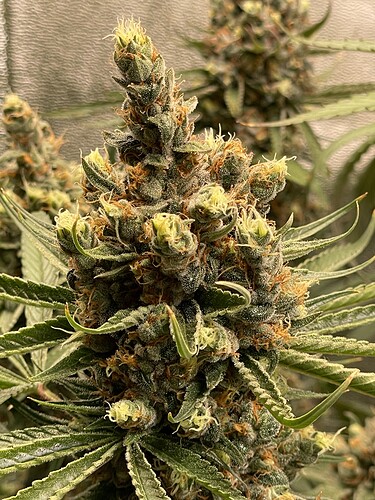 Growreport Bild 9