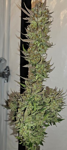 Growreport Bild 80