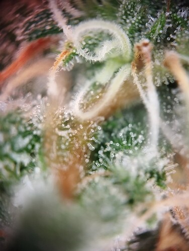 IMG_20250226_194740 - Kopie