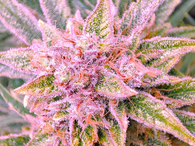 Growreport Bild 33