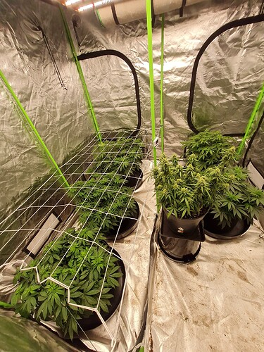 Growreport Bild 13