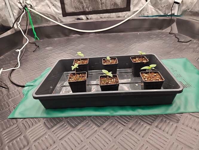 Growreport Bild 4