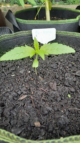 Growreport Bild 17
