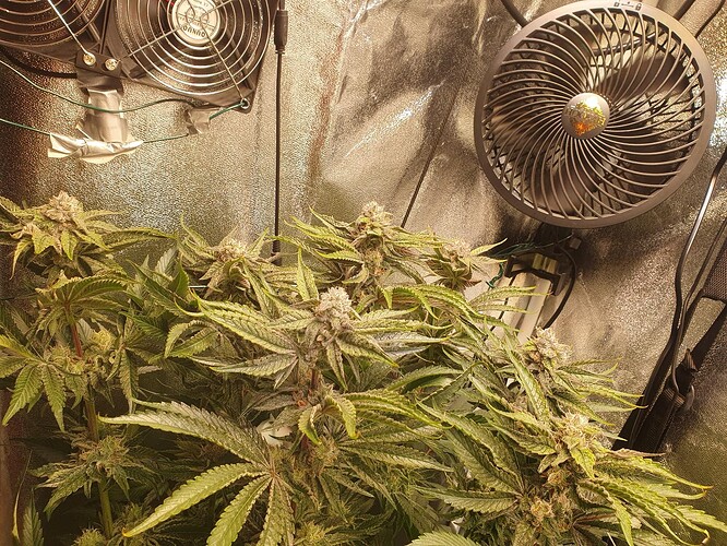 Growreport Bild 1