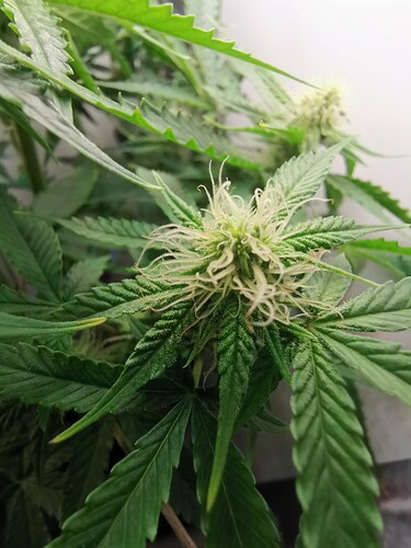 Growreport Bild 19