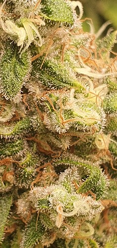 Growreport Bild 2