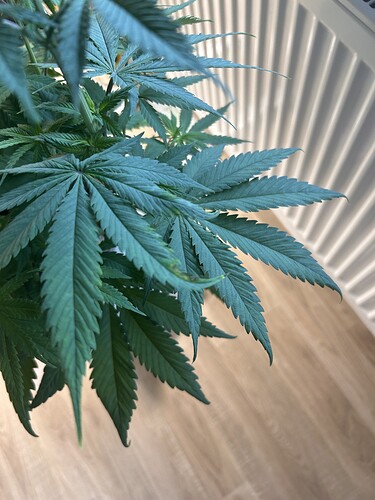Growreport Bild 19