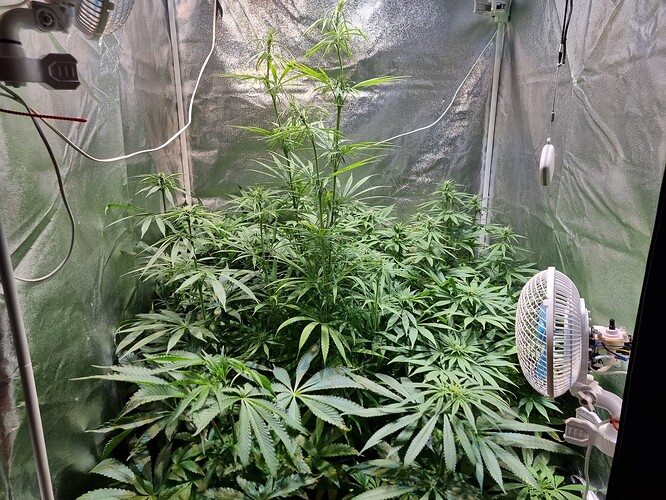Eine große Cannabispflanze in einem Zelt, die sich in der Wachstumsphase befindet, mit mehreren Zweigen und Blättern.