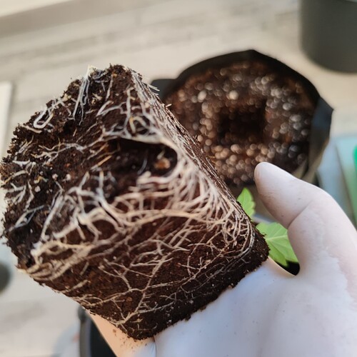 Growreport Bild 21
