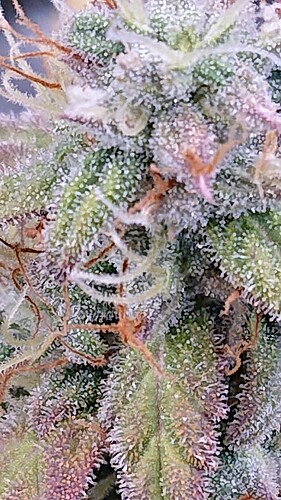 Growreport Bild 31