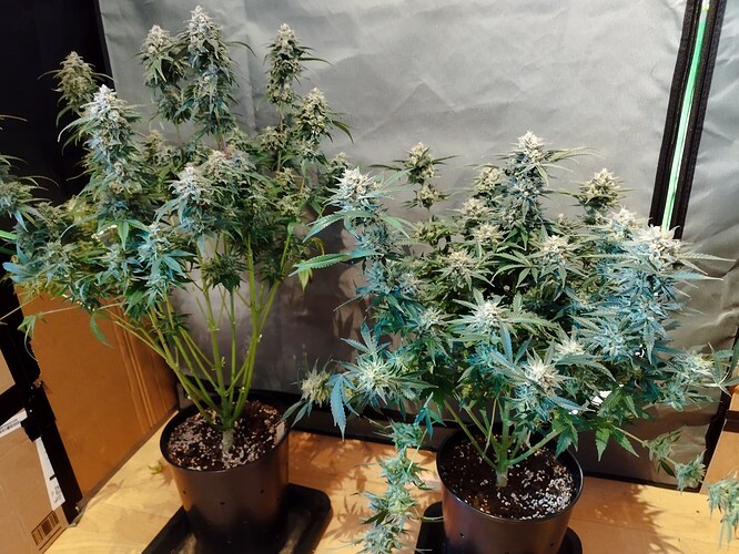 Growreport Bild 1