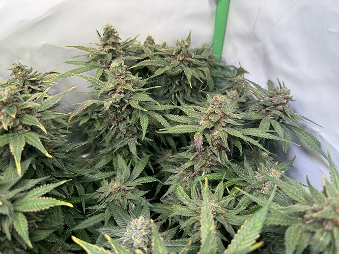 Growreport Bild 52