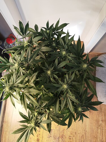 Growreport Bild 1