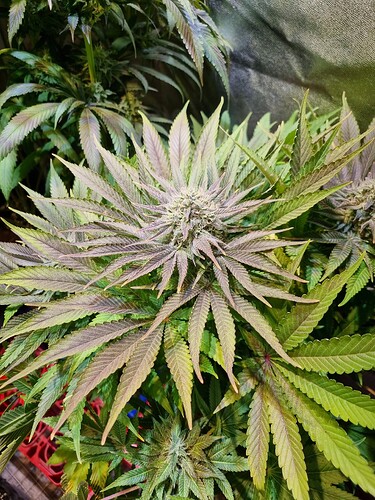 Nahaufnahme einer blühenden Cannabispflanze mit violetten und grünen Blättern, die sich um einen zentralen Blütenstand winden.
