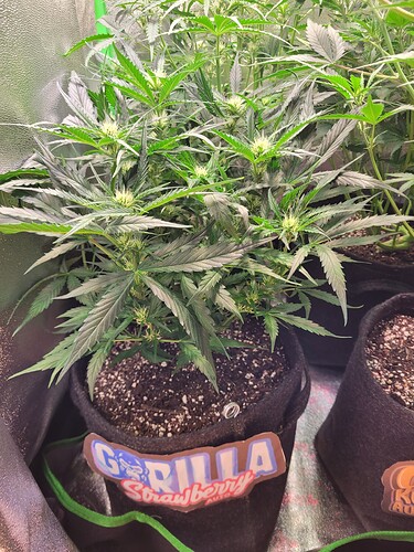 Growreport Bild 3