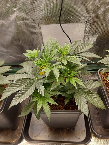 Growreport Bild 9