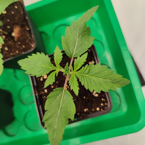 Growreport Bild 12