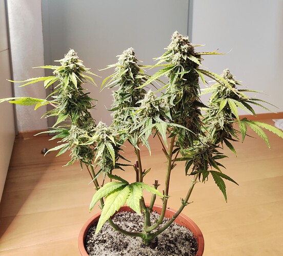 Growreport Bild 33