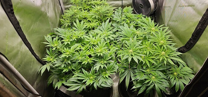 Growreport Bild 33