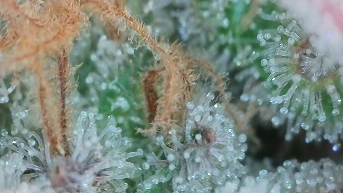 Growreport Bild 23