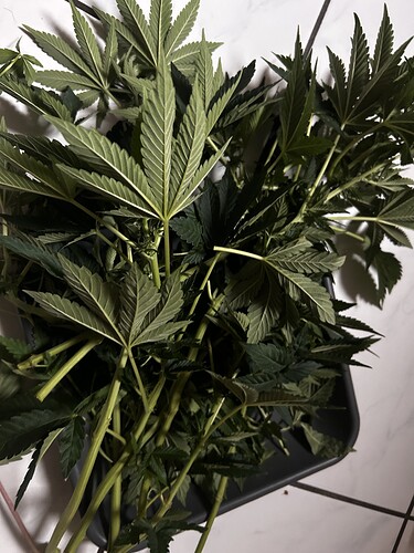 Growreport Bild 2