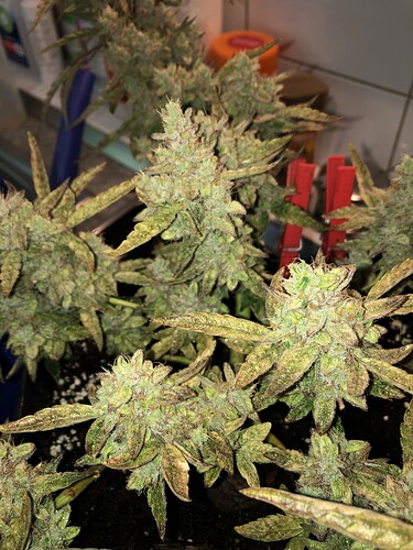 Growreport Bild 4