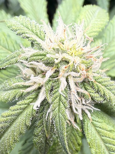 Growreport Bild 8