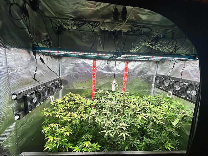 Innenansicht eines Grow-Zeltes mit mehreren Cannabis-Pflanzen in der Blütephase unter einer LED-Beleuchtung.