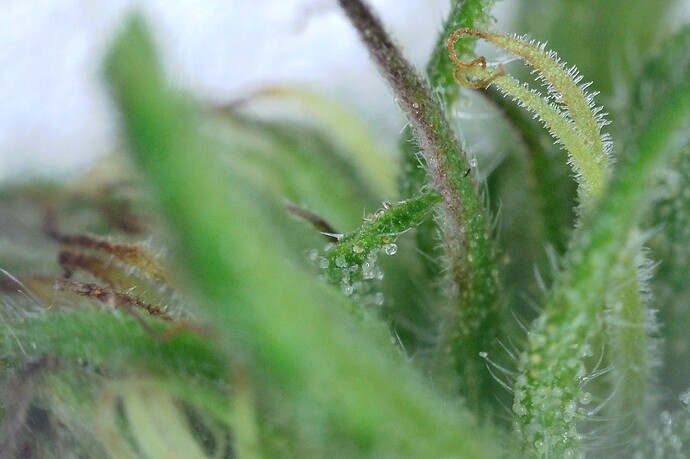 Grow25_1006_Trichome_DW_2